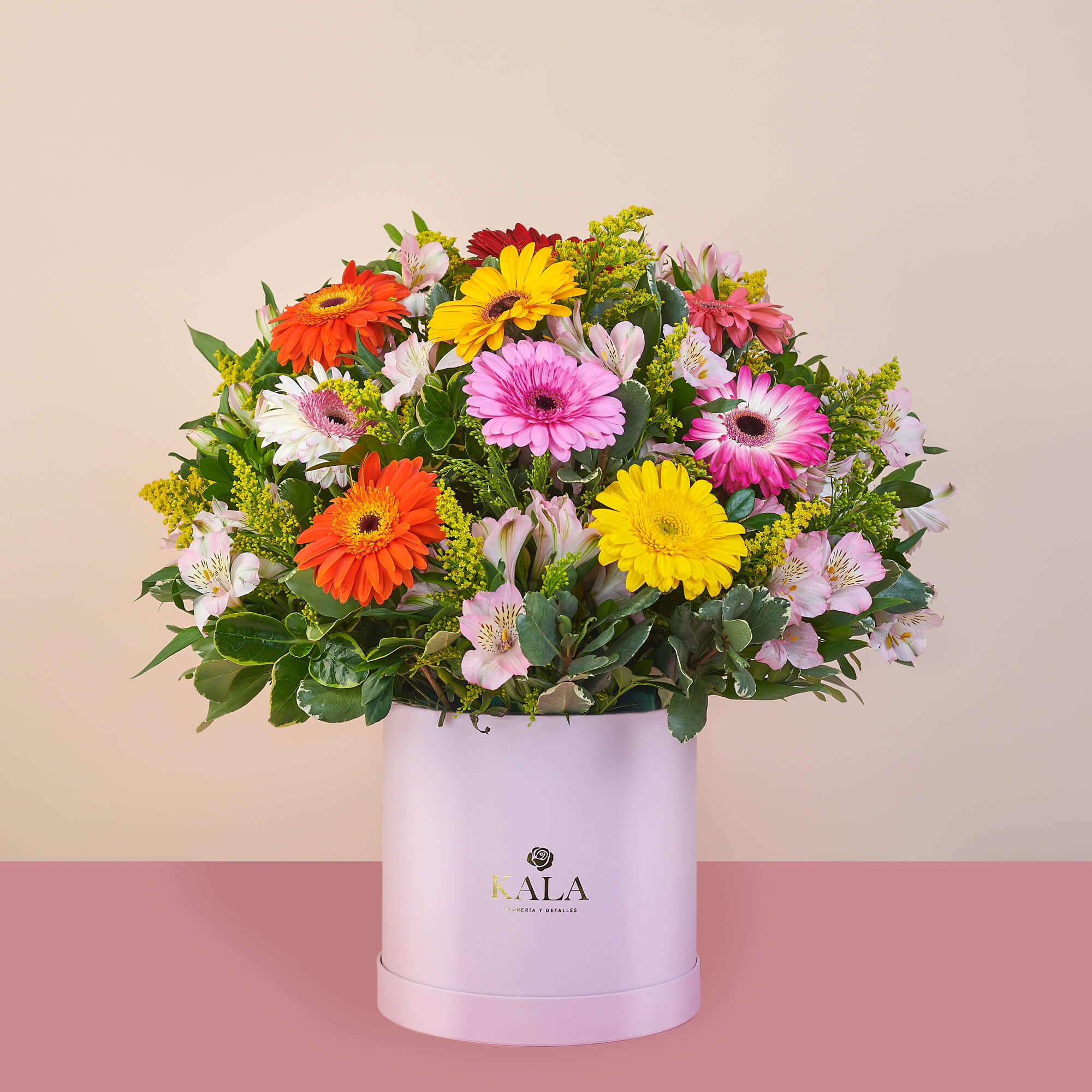 Box Gerbera
