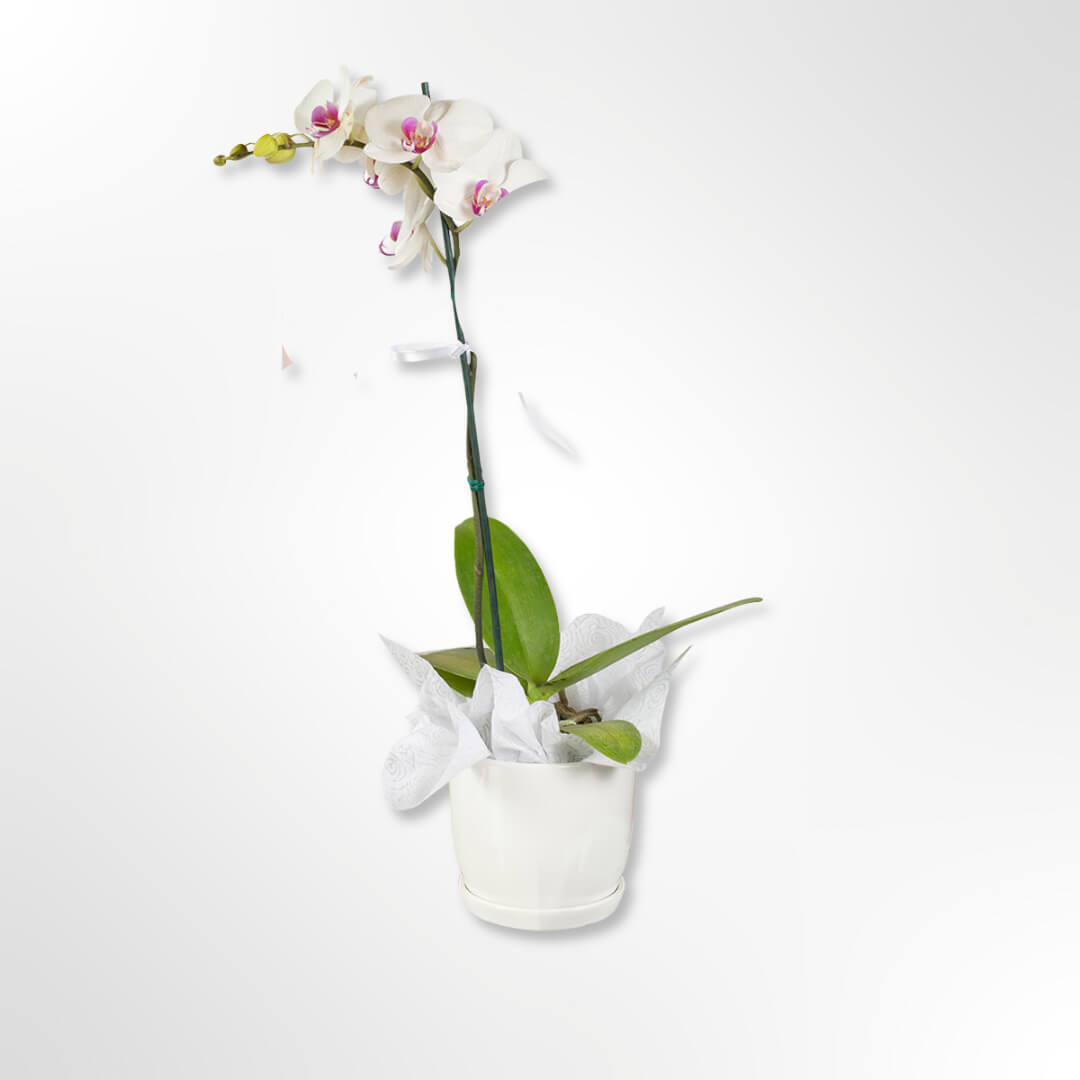 Orquidea Blanca