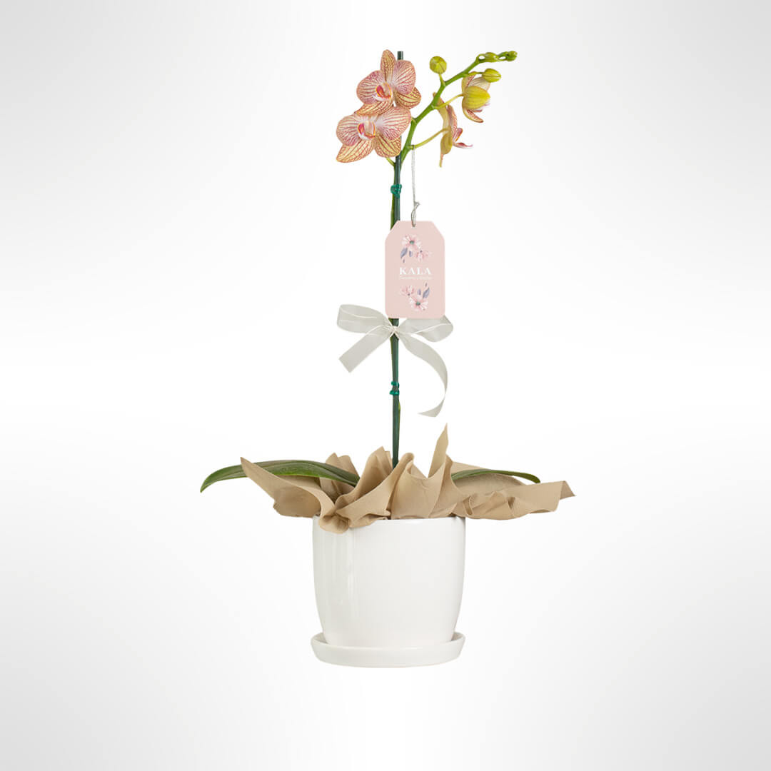 Orquidea Coral