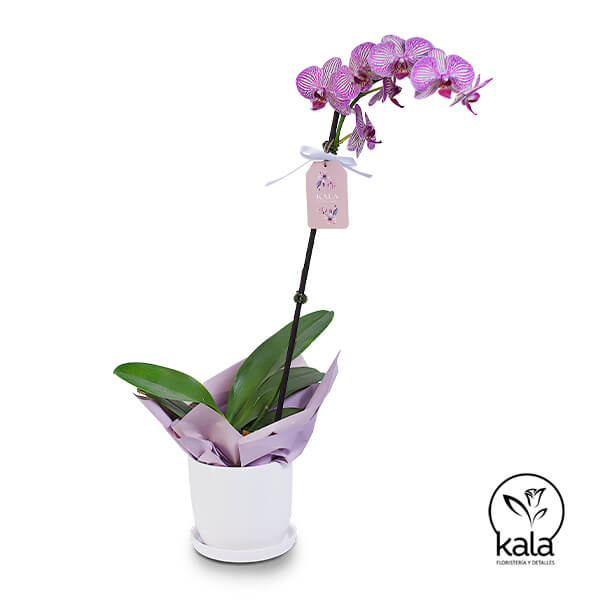 Orquidea Fucsia