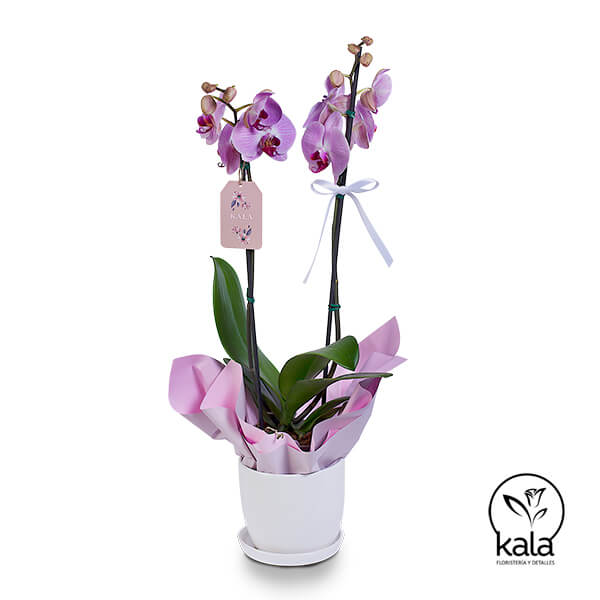 Orquidea Lila