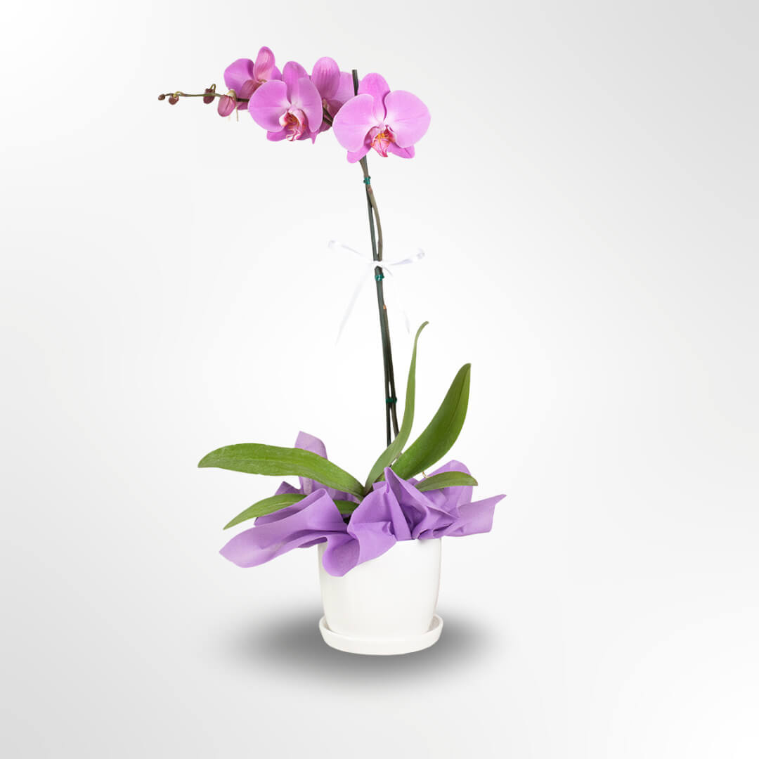 Orquidea Magenta
